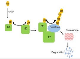 Ubiquitin pathway