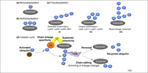Types of ubiquitylation