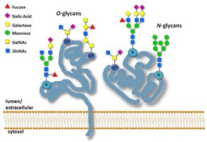 O-glycans and N-glycans on proteins