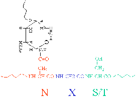 N-linked glycosylation consensus sequence