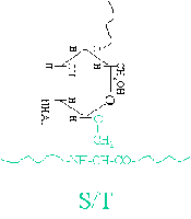 O-linked glycosylation attachment
