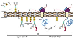 Glycan assembly and attachment in ER