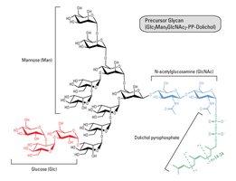 Precursor glycan structure