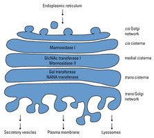 Golgi apparatus and glycan maturation