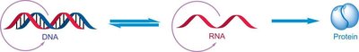 Central dogma: DNA to RNA to protein