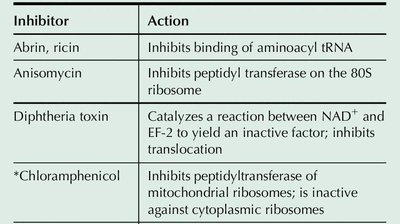 Inhibitors of protein synthesis in eukaryotes