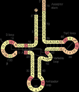Cloverleaf structure of tRNA