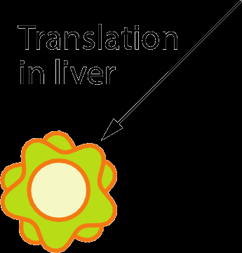 Translation in liver
