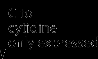 C to cytidine only expressed