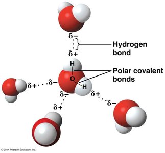 Hydrogen bonds and polar covalent bonds in water clusters