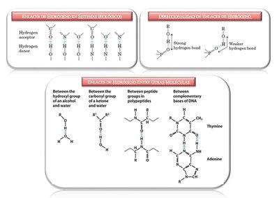Hydrogen bonds in biological molecules