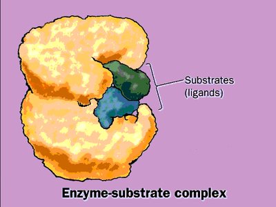 Enzyme-substrate complex