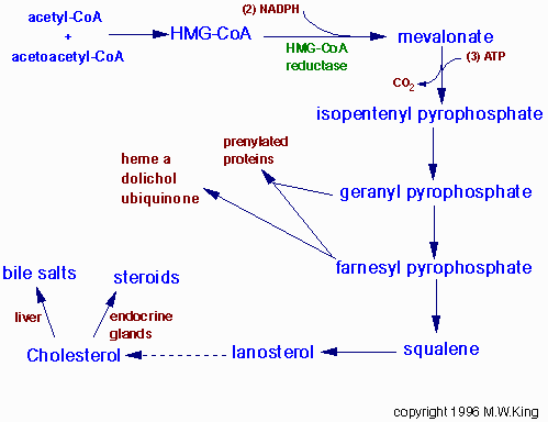 Biosynthetic pathway to cholesterol