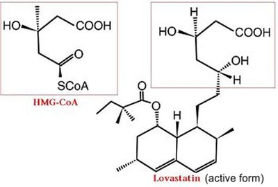Structure of HMG-CoA and Lovastatin (competitive inhibitor)