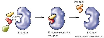 Enzyme mechanism: substrate binding, catalysis, product release