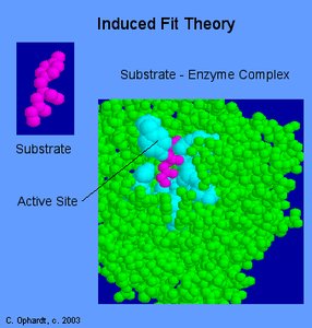 Induced fit theory: substrate binding alters enzyme shape