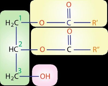 General structure of a phospholipid with glycerol backbone and fatty acid chains