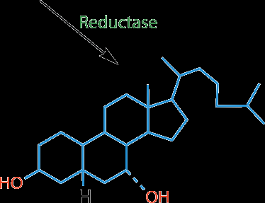 Reduction step in bile acid synthesis
