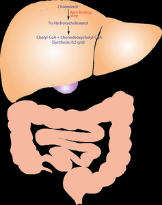 Diagram of enterohepatic circulation of bile acids