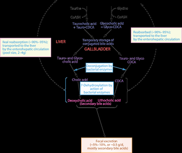 Detailed flowchart of bile acid metabolism and recycling
