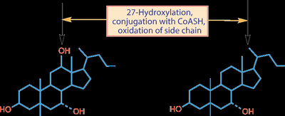Bile acid synthesis pathway with hydroxylation and side chain oxidation steps