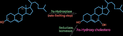 7α-hydroxylase catalyzed step in bile acid synthesis