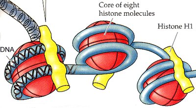 Histone structure and DNA wrapping