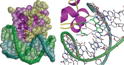 Transcription factor binding to DNA