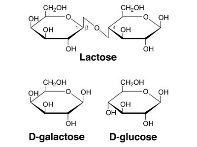 Structure of lactose, D-galactose, and D-glucose