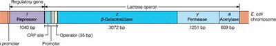 Genetic map of the lac operon