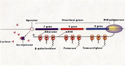 Diagram of lac operon gene expression