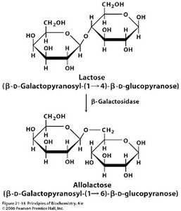 Conversion of lactose to allolactose