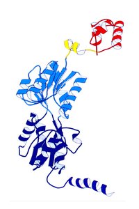 Structure of the lac repressor protein