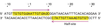 Lac operator DNA sequence