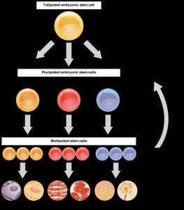 Stem cell differentiation pathways