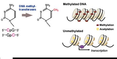 DNA methylation and acetylation