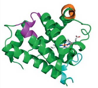 Antibody crosslinking and aggregate formation
