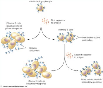 B cell response to antigen exposure
