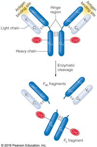 IgG structure and fragments