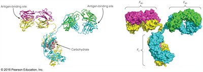Immunoglobulin fold structure
