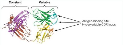 Antibody-antigen interaction surface