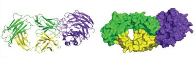 Antibody-antigen surface fit