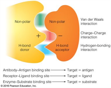Antibody-antigen interaction details