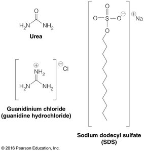Structures of urea, guanidinium chloride, and SDS