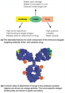 Antibody-drug conjugate features