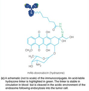 Antibody-drug conjugate schematic