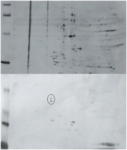 Western blotting gel and membrane