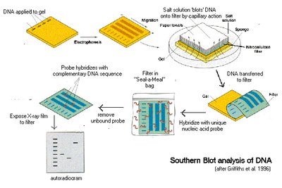 Southern blot analysis workflow