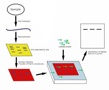 Northern blot analysis workflow