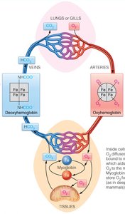 Oxygen transport by hemoglobin and myoglobin